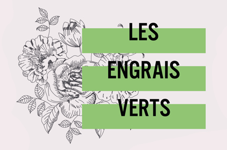 L'atelier n°2 : les engrais verts