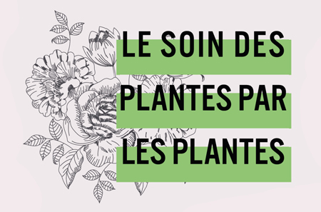 L'atelier n°6 : le soin des plantes par les plantes