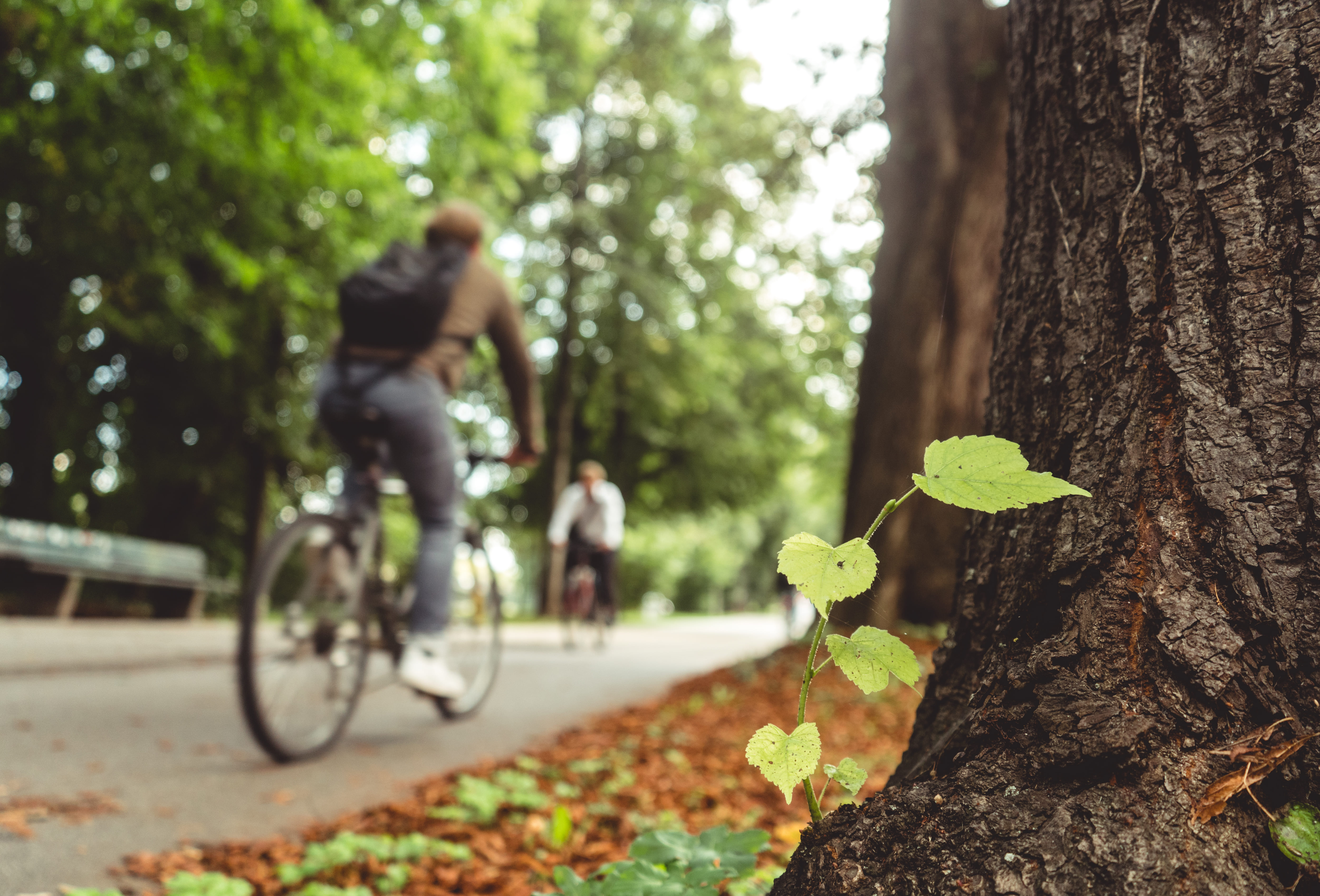 Un homme fait du vélo dans la forêt